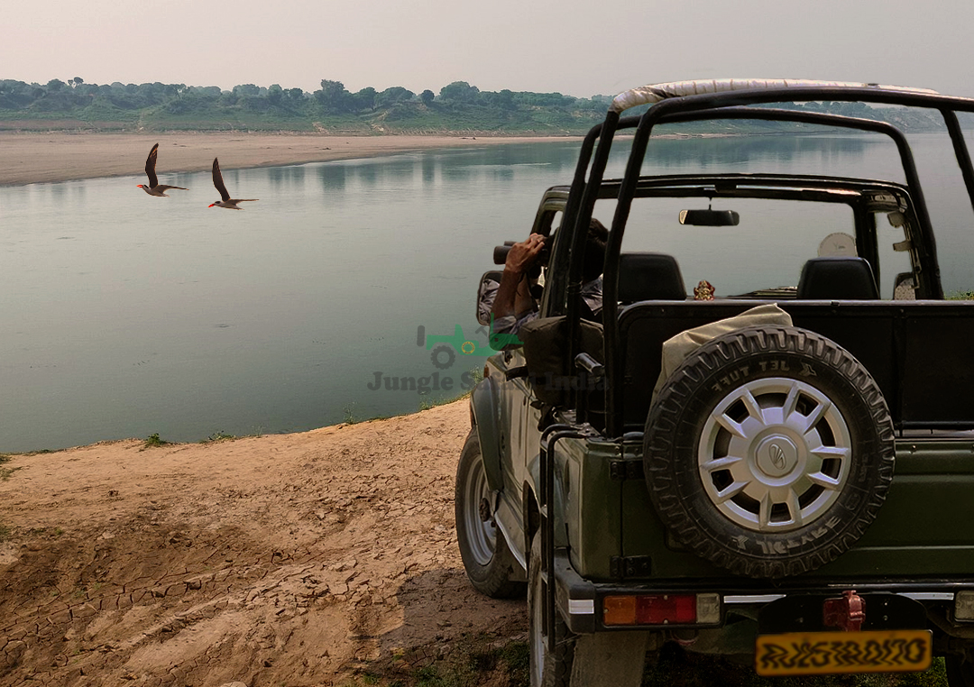 Chambal Safari Option 2